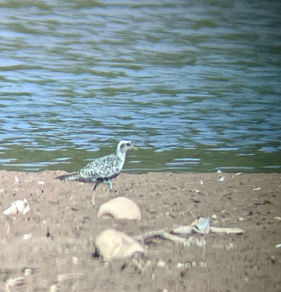 Piviere americano - ML641397328