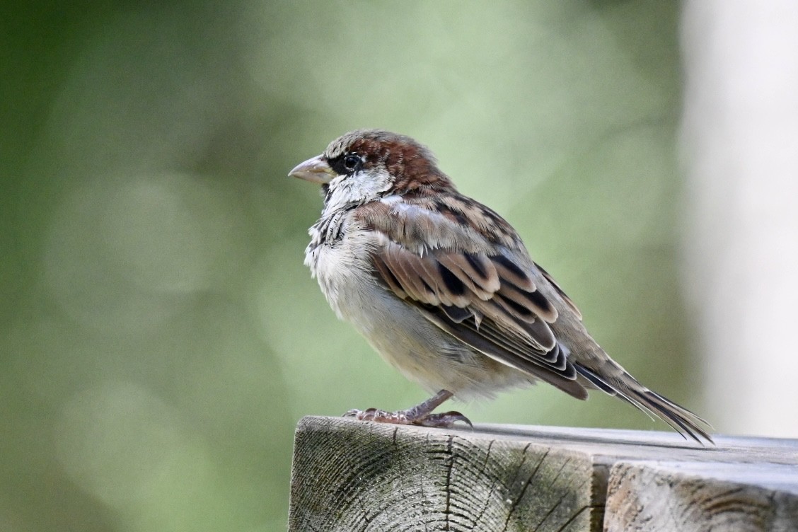 House Sparrow - ML641397332