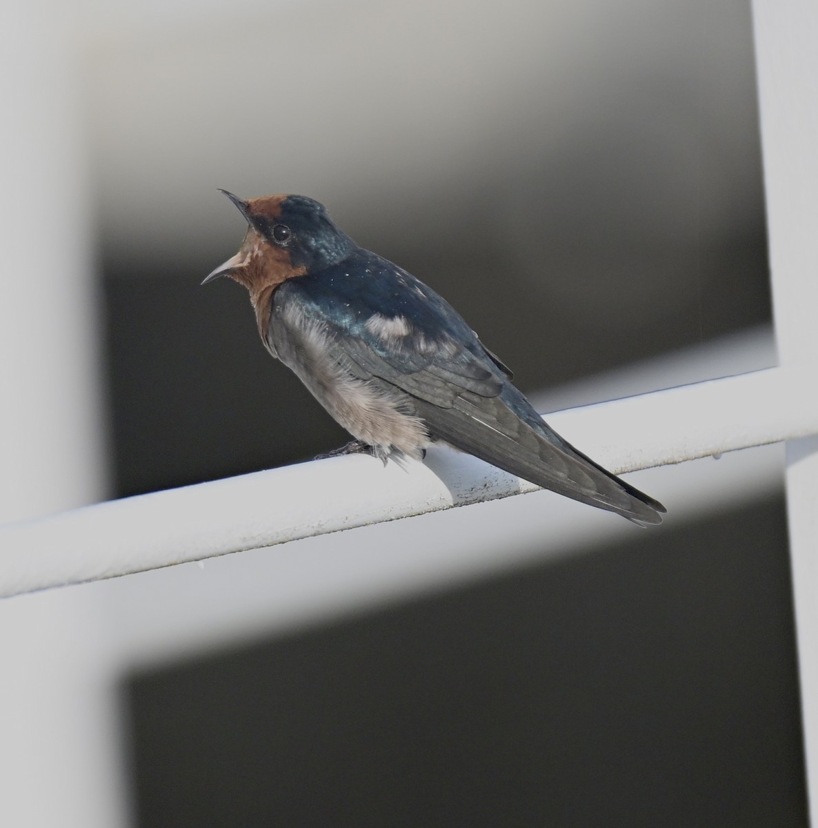 Pacific Swallow - ML641397333