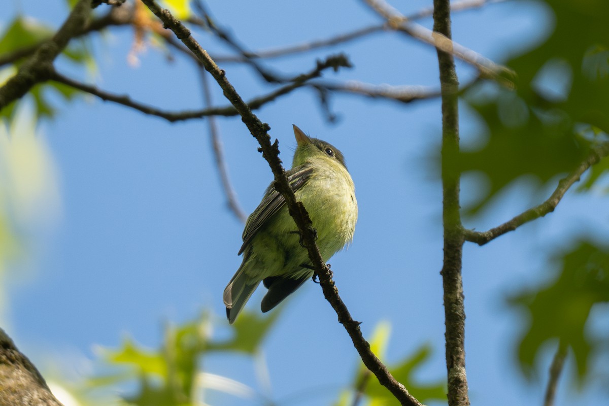 Alder Flycatcher - ML641397338