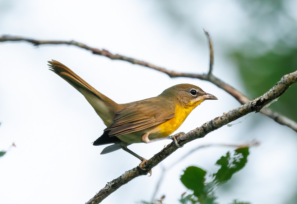 Yellow-breasted Chat - ML641397339