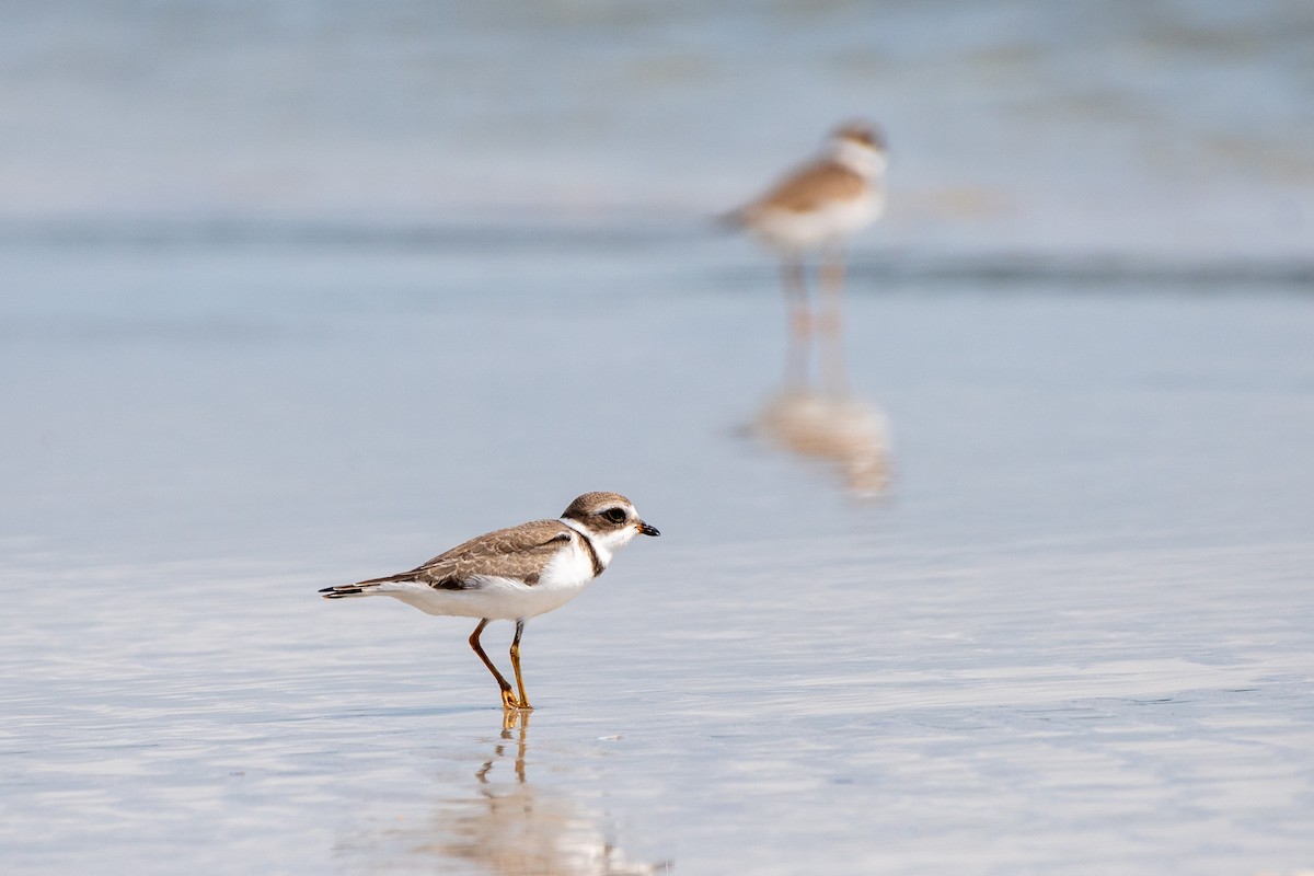 Semipalmated Plover - ML641397340