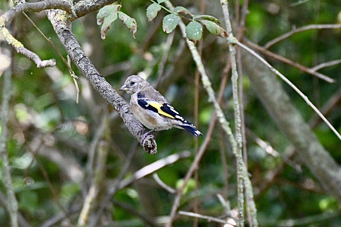 European Goldfinch - ML641397346