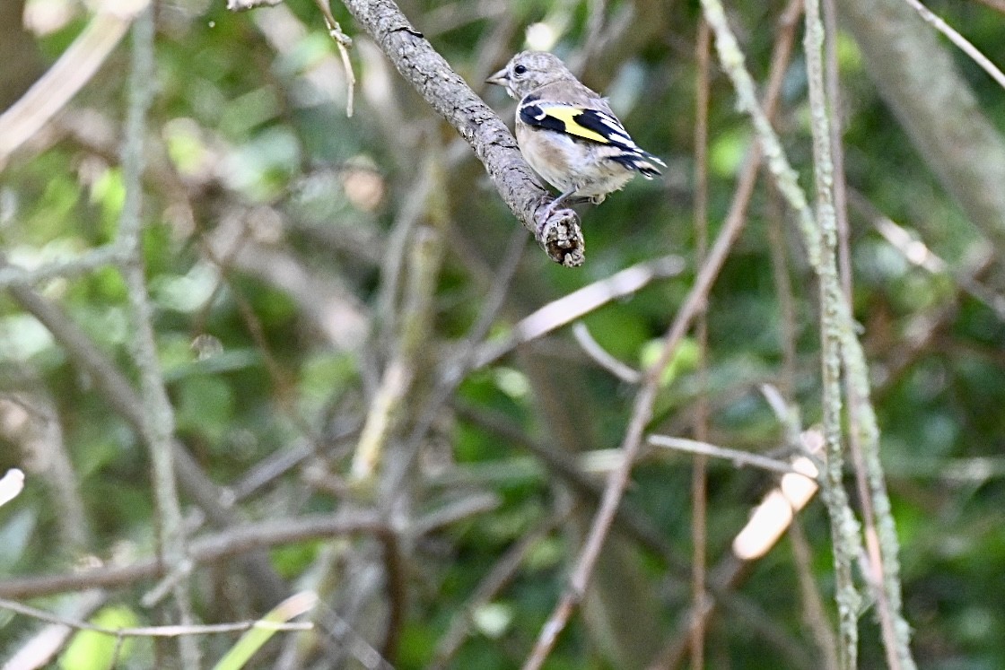 European Goldfinch - ML641397347