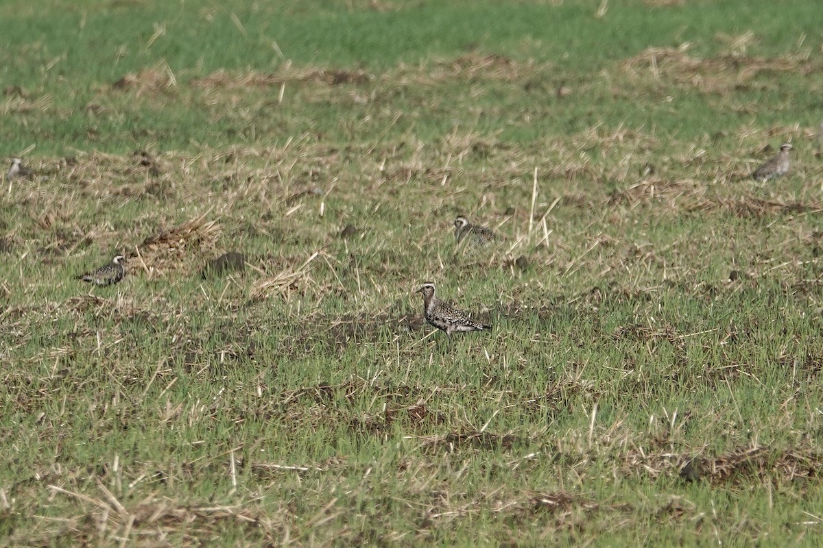 American Golden-Plover - ML641397351