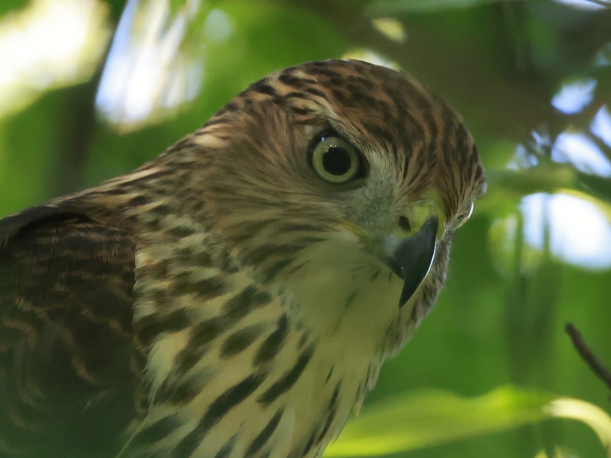 Cooper's Hawk - ML641397354