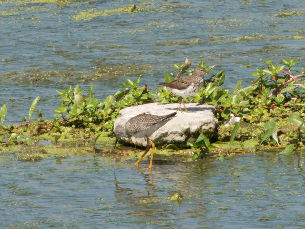 Spotted Sandpiper - ML641397357