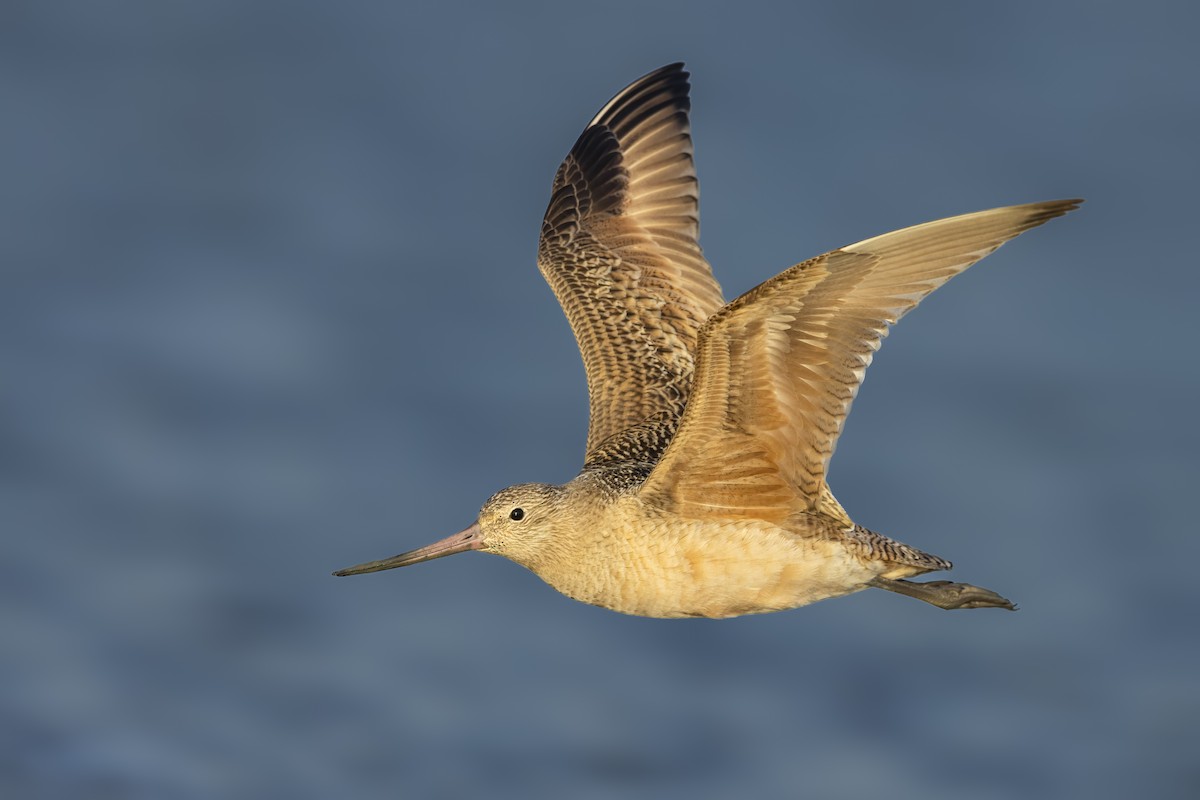 Marbled Godwit - ML641397358