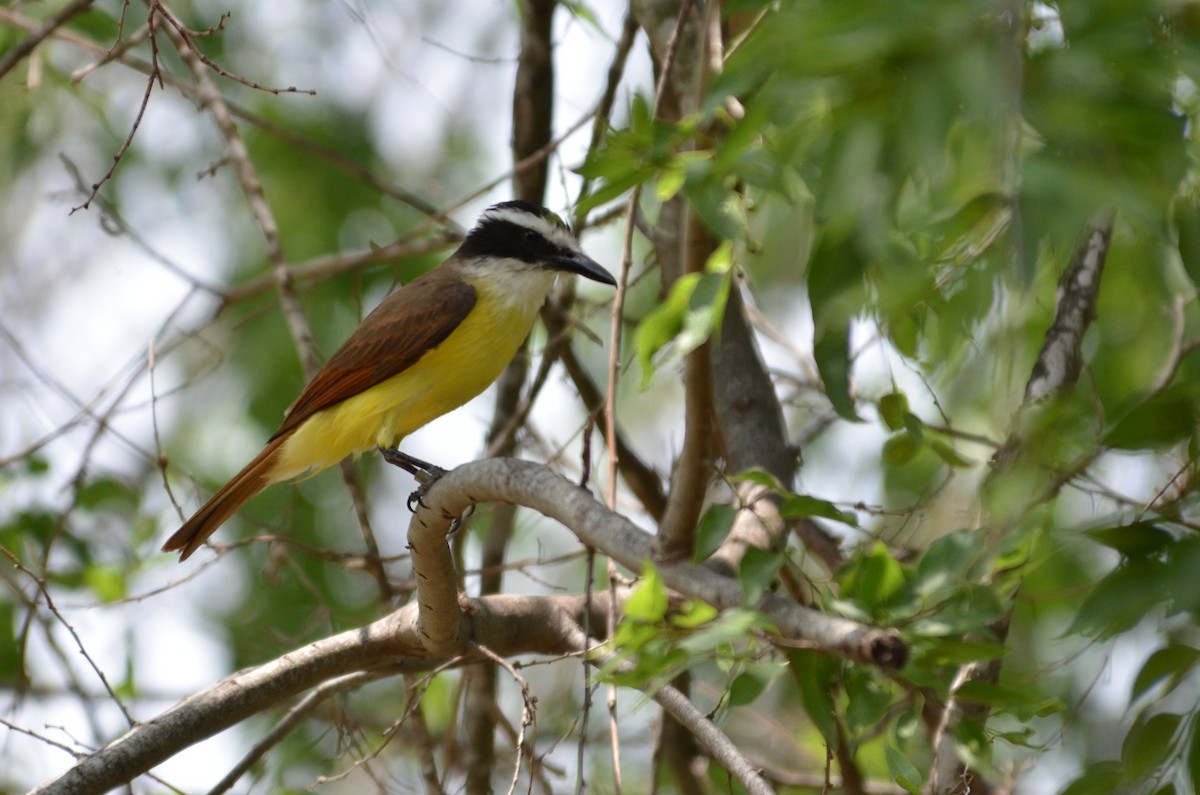 Great Kiskadee - ML641397359