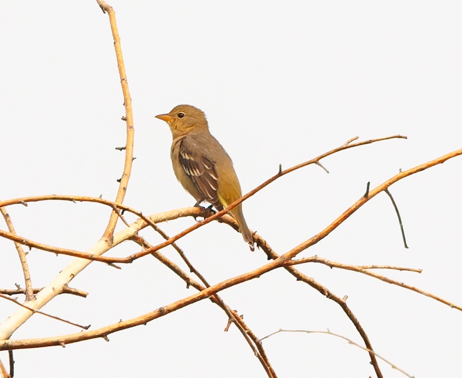 Western Tanager - ML641397360