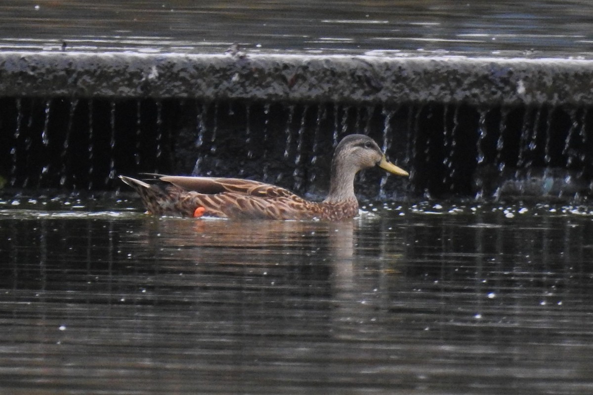 Mottled Duck - ML641397361