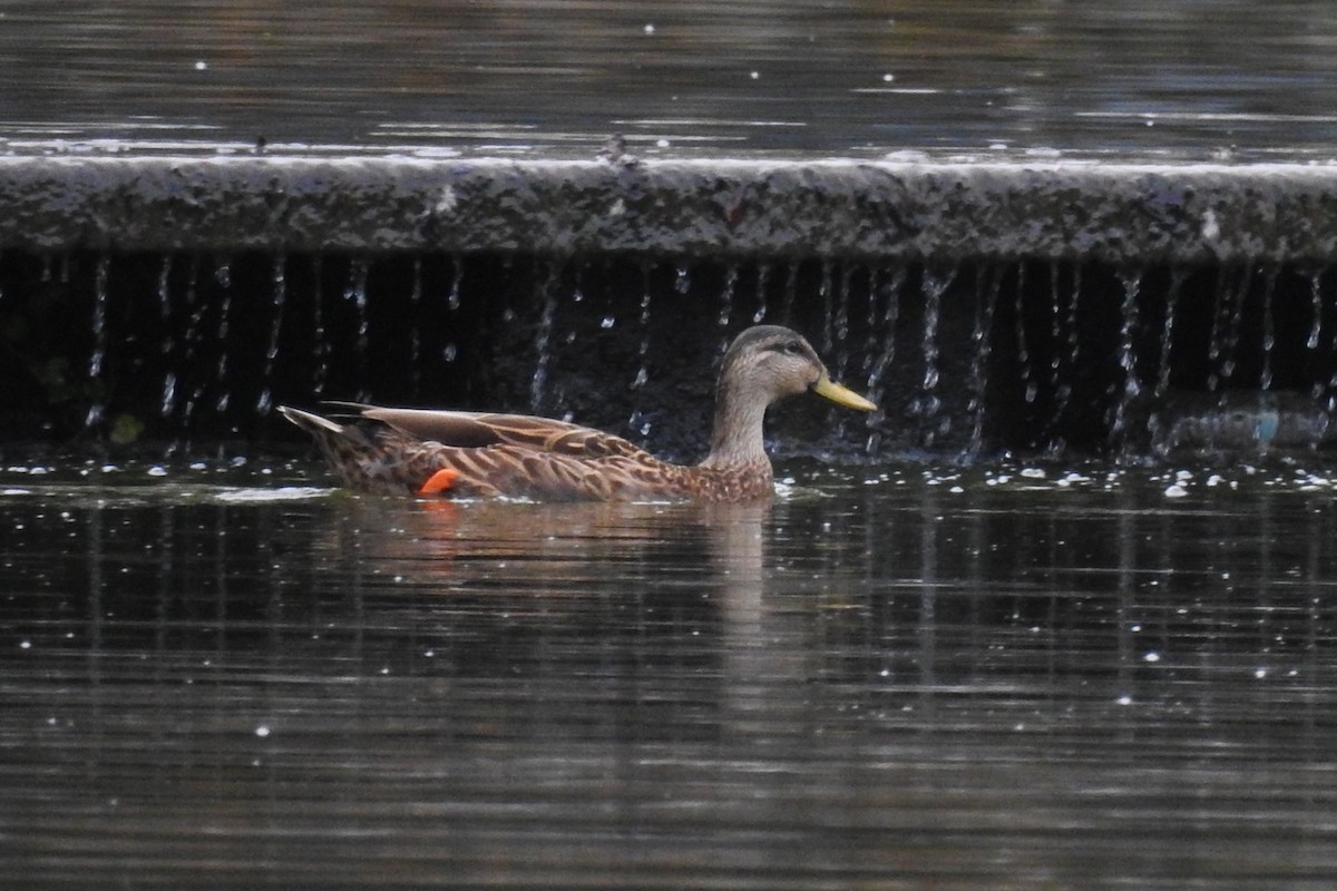 Mottled Duck - ML641397362