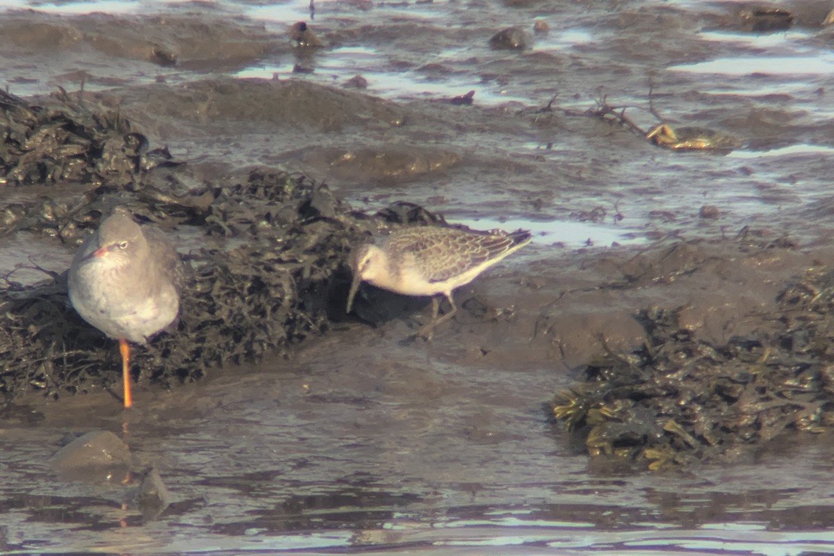 Curlew Sandpiper - ML641397363