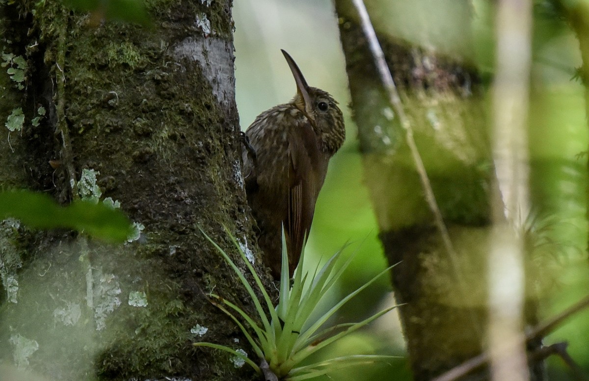 Ceara Woodcreeper - ML641397368