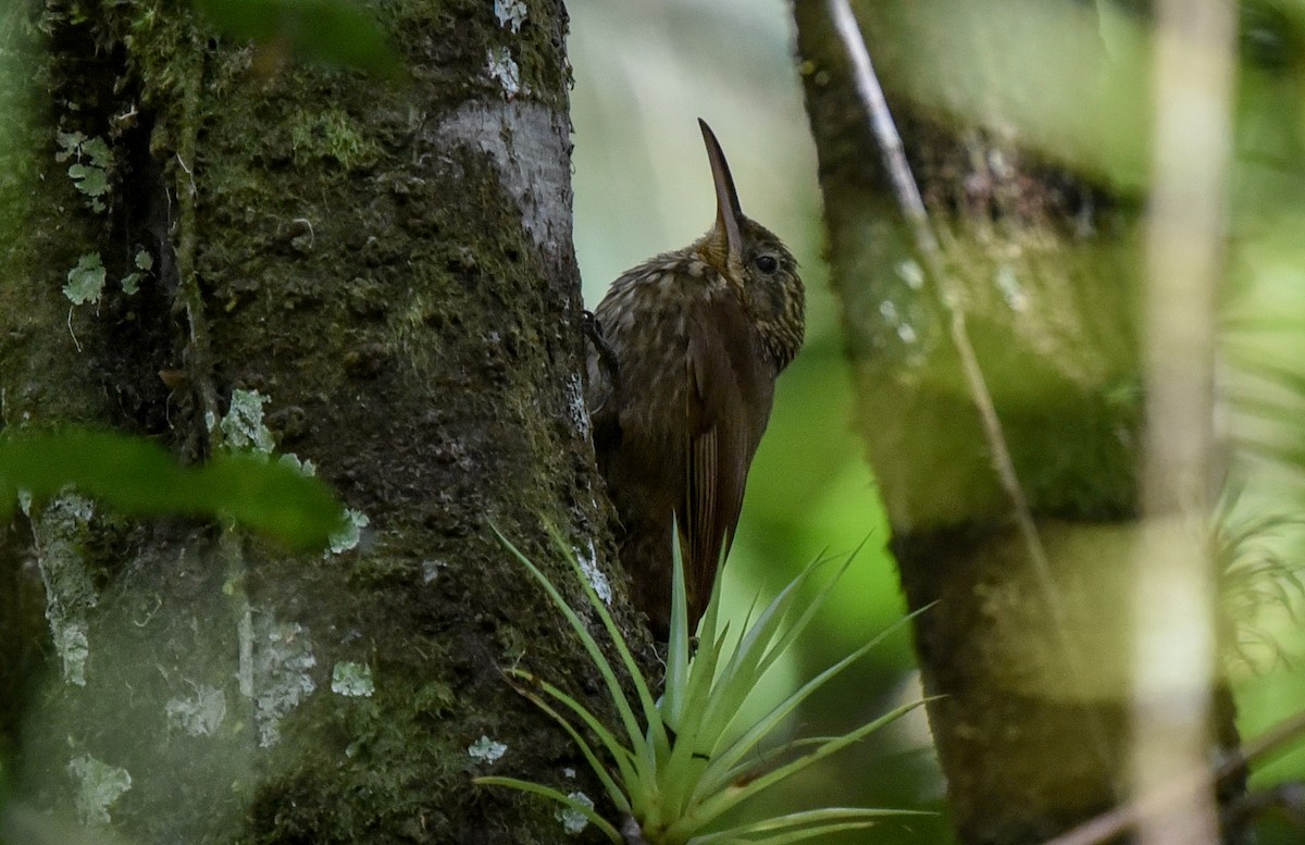Ceara Woodcreeper - ML641397369
