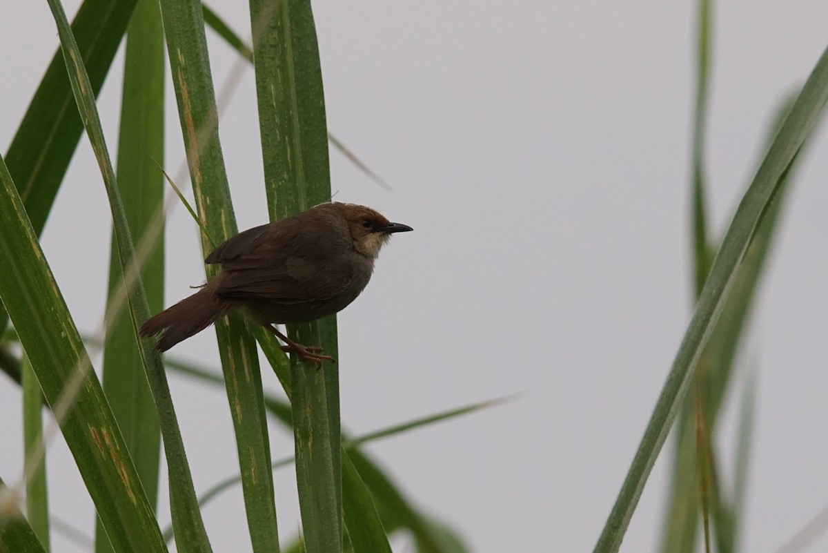 Chubb's Cisticola - ML641397370