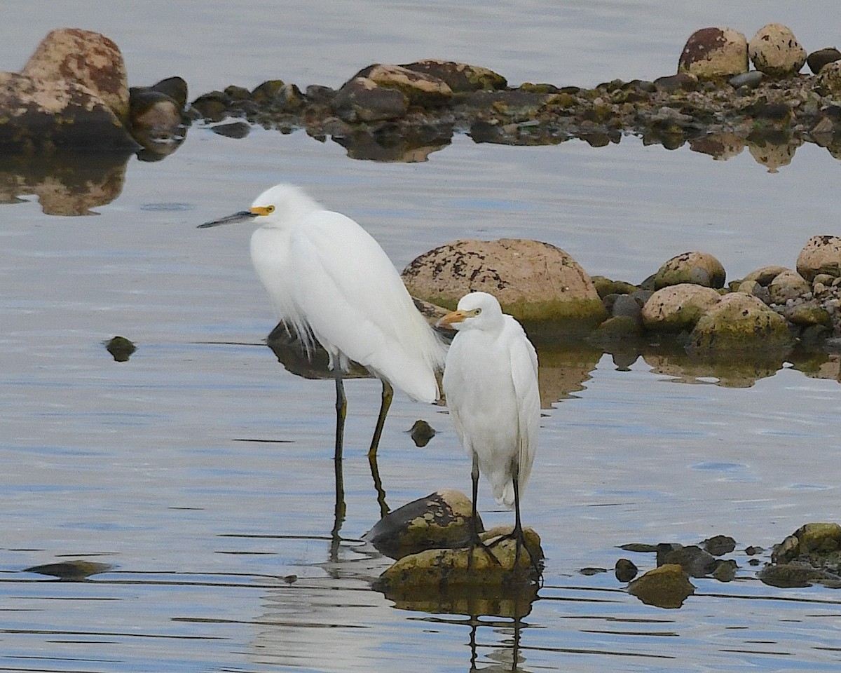 Snowy Egret - ML641397372