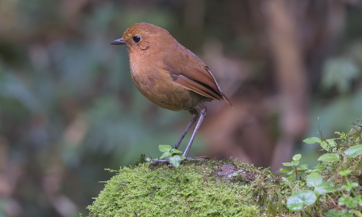 Equatorial Antpitta - ML641397373