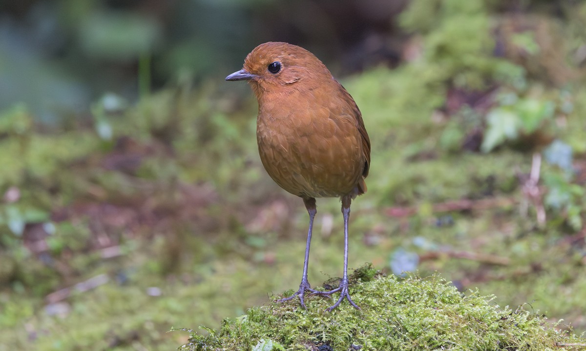 Equatorial Antpitta - ML641397374
