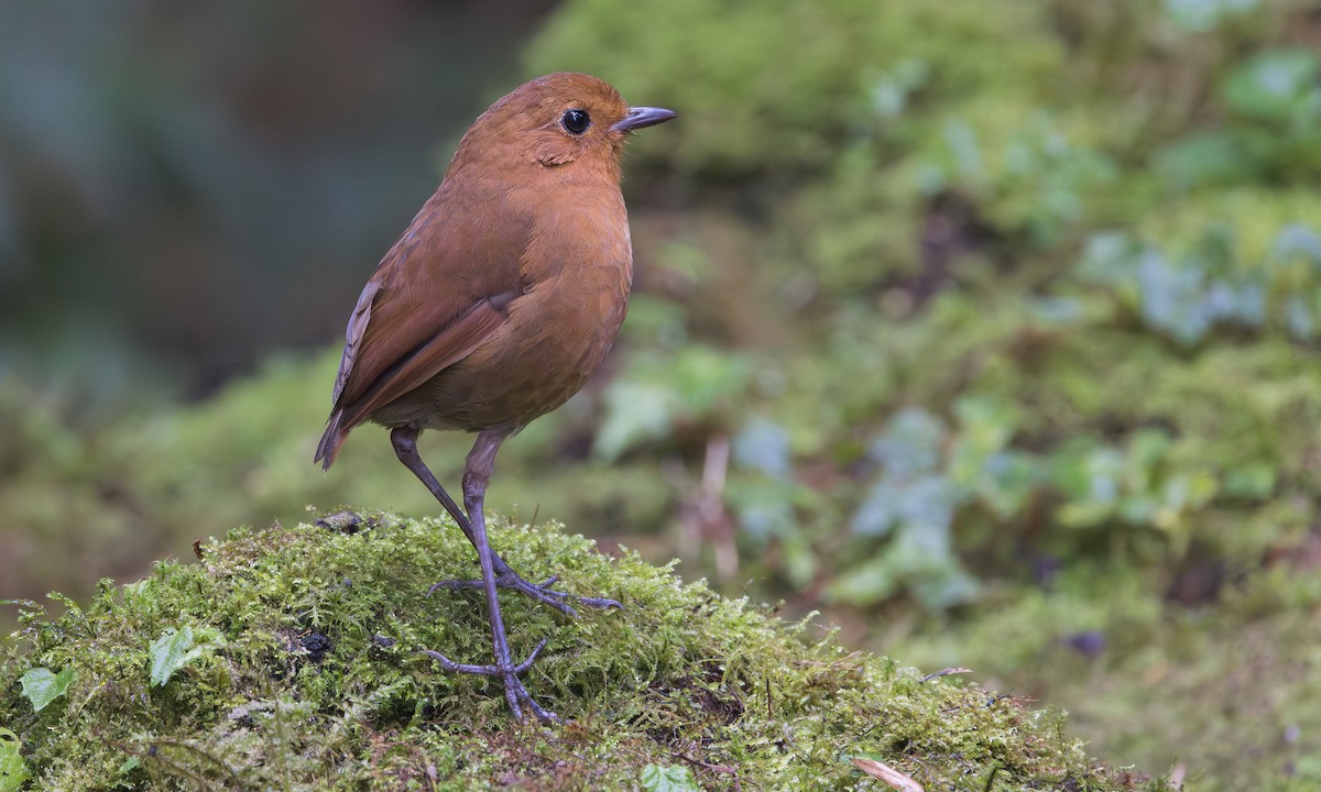 Equatorial Antpitta - ML641397375