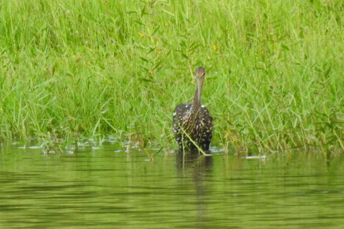 Limpkin - ML641397376