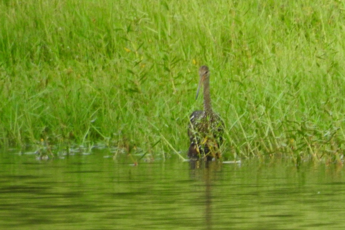 Limpkin - ML641397377