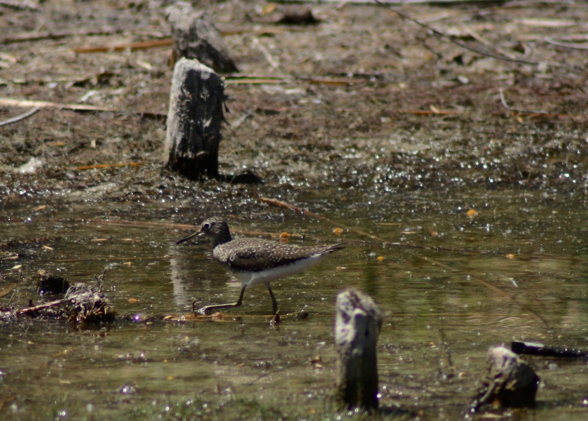 Solitary Sandpiper - ML64139741