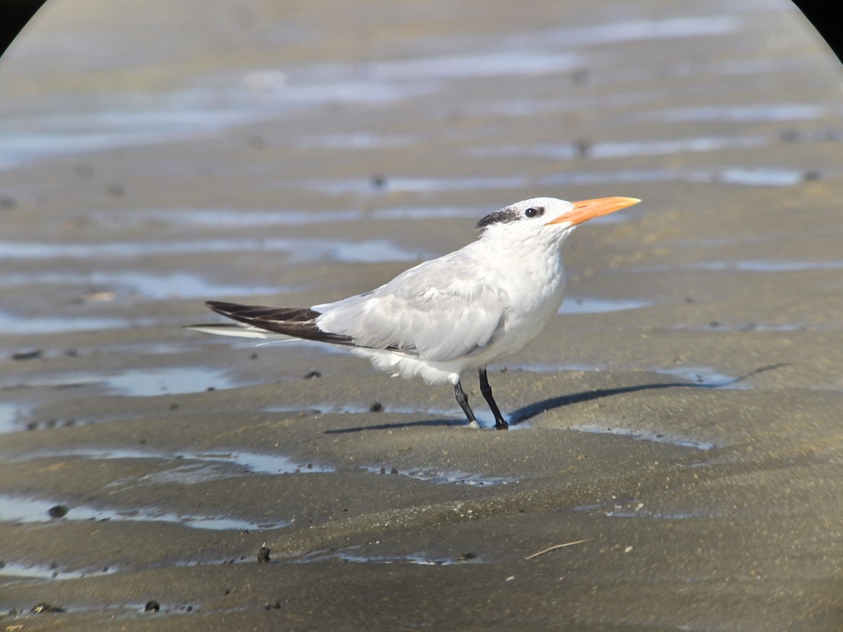 Royal Tern - ML641397435