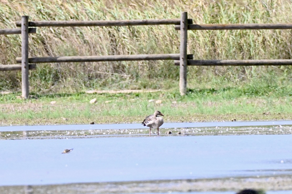 Graylag Goose - ML641397441