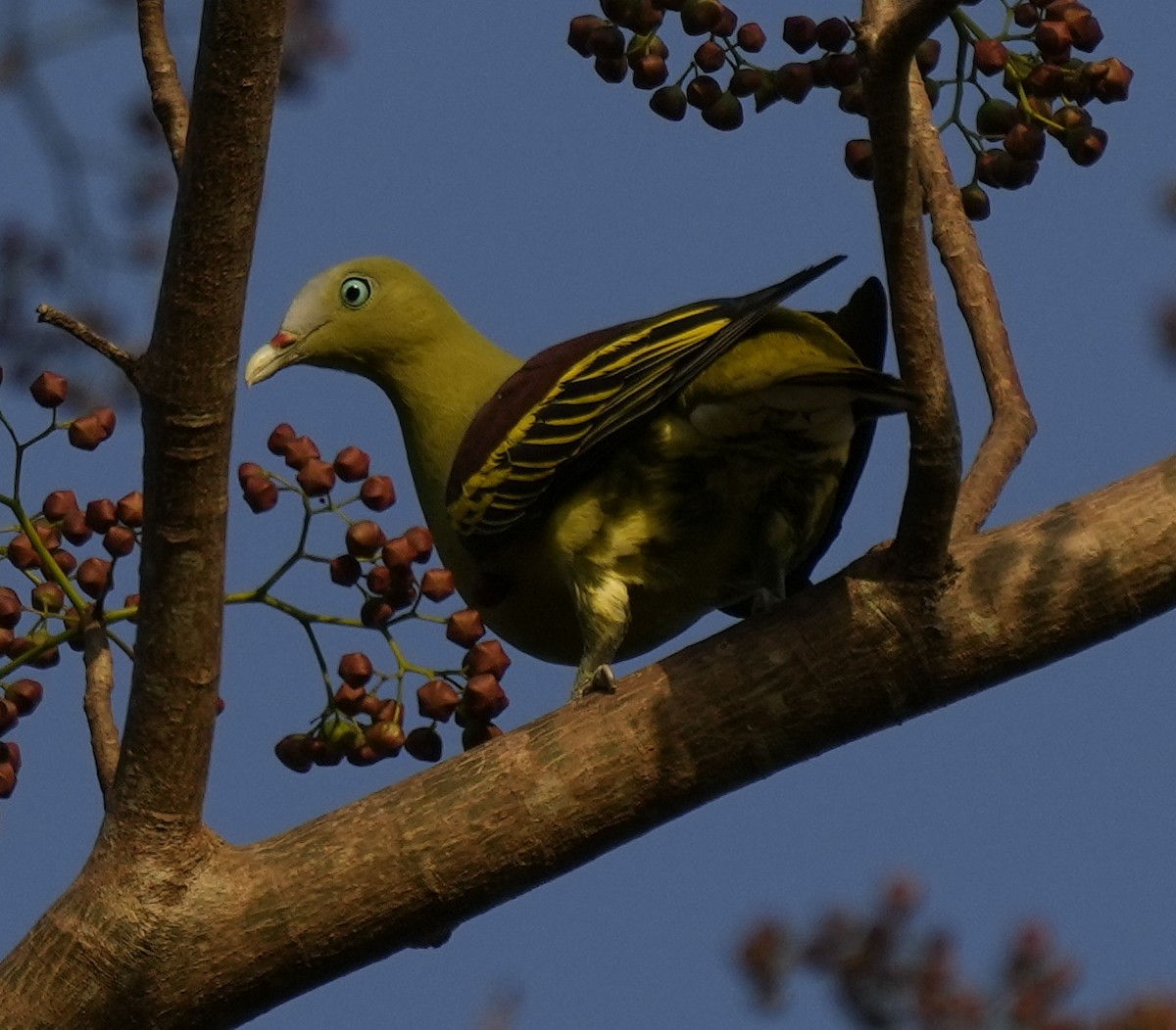 Philippine Green-Pigeon - ML641397446