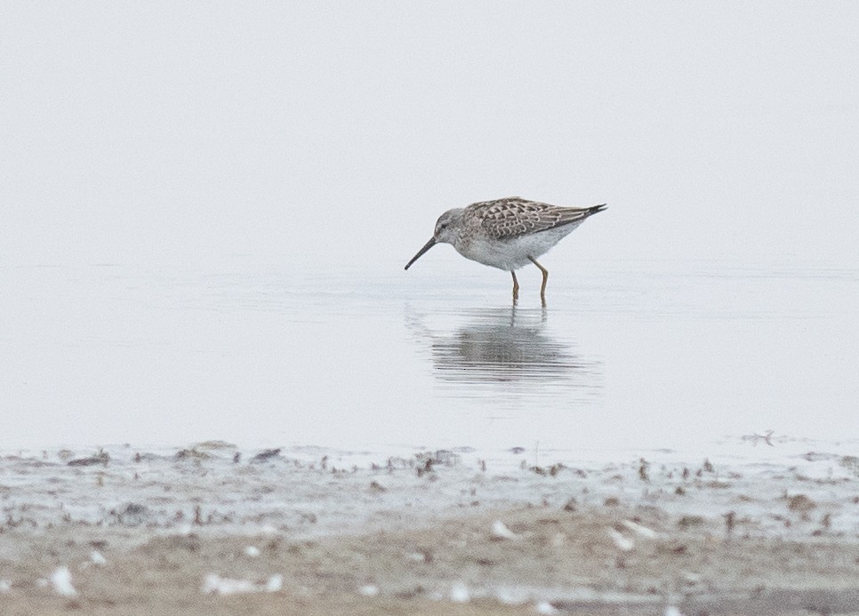 Stilt Sandpiper - ML641397473