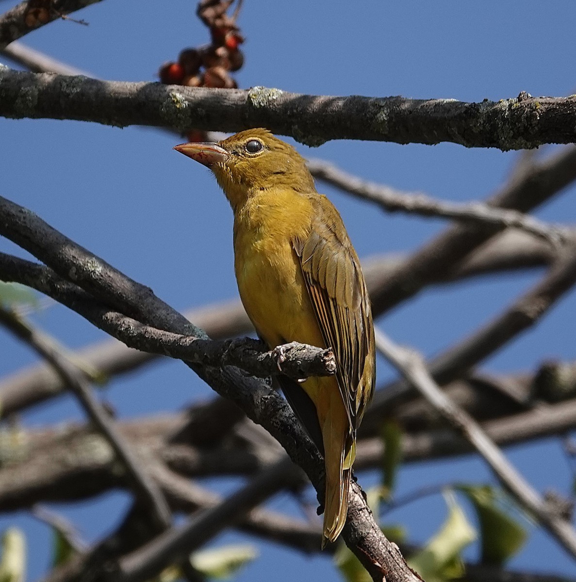 Summer Tanager - ML641397476