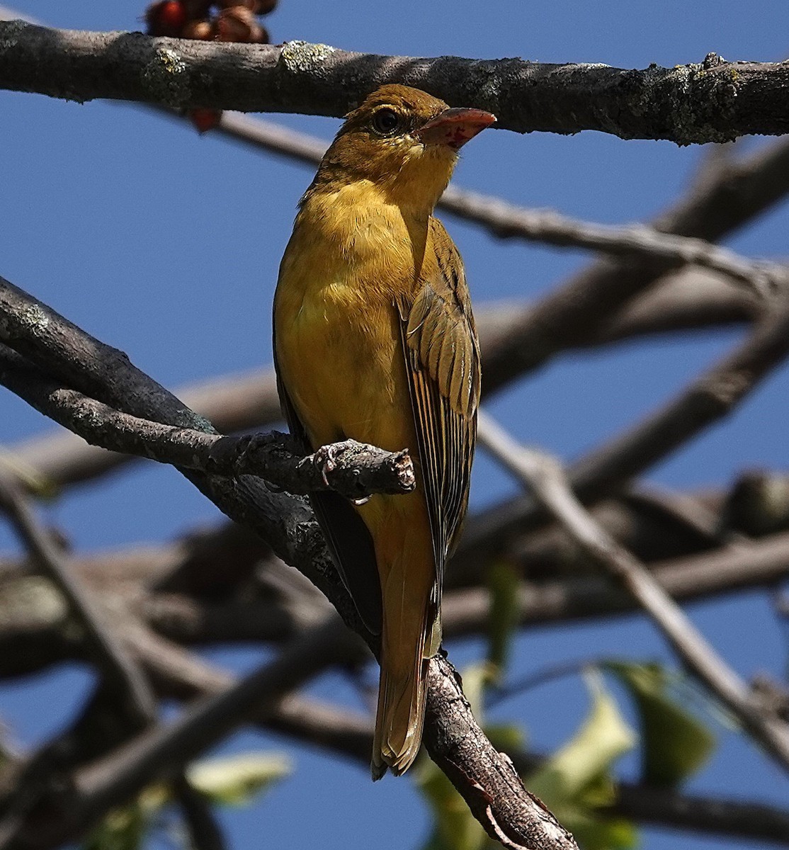 Summer Tanager - ML641397477