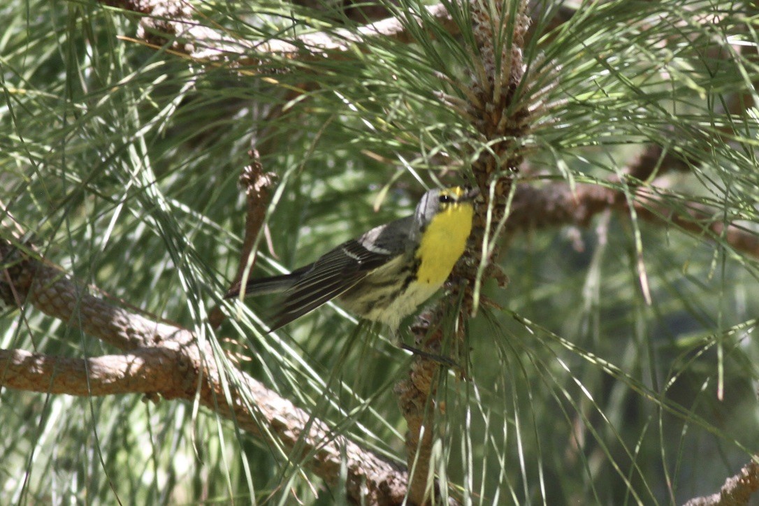 Grace's Warbler - ML641397479
