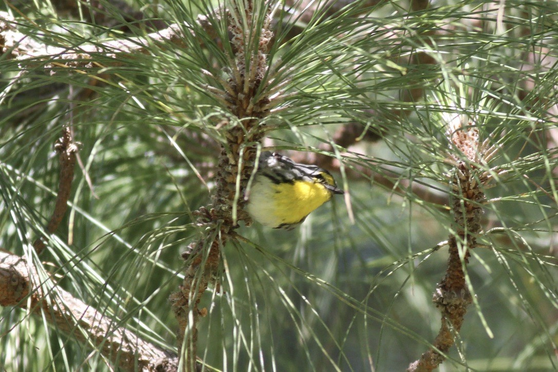 Grace's Warbler - ML641397481