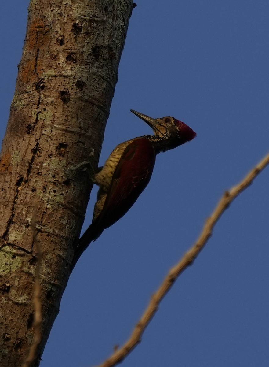 Luzon Flameback - ML641397483