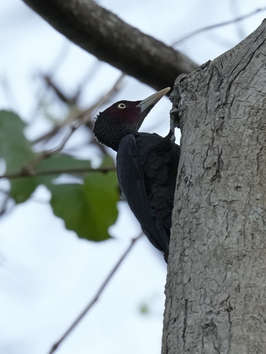 Northern Sooty-Woodpecker - ML641397498