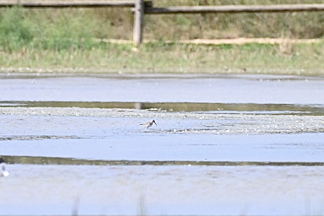 gluttsnipe - ML641397503