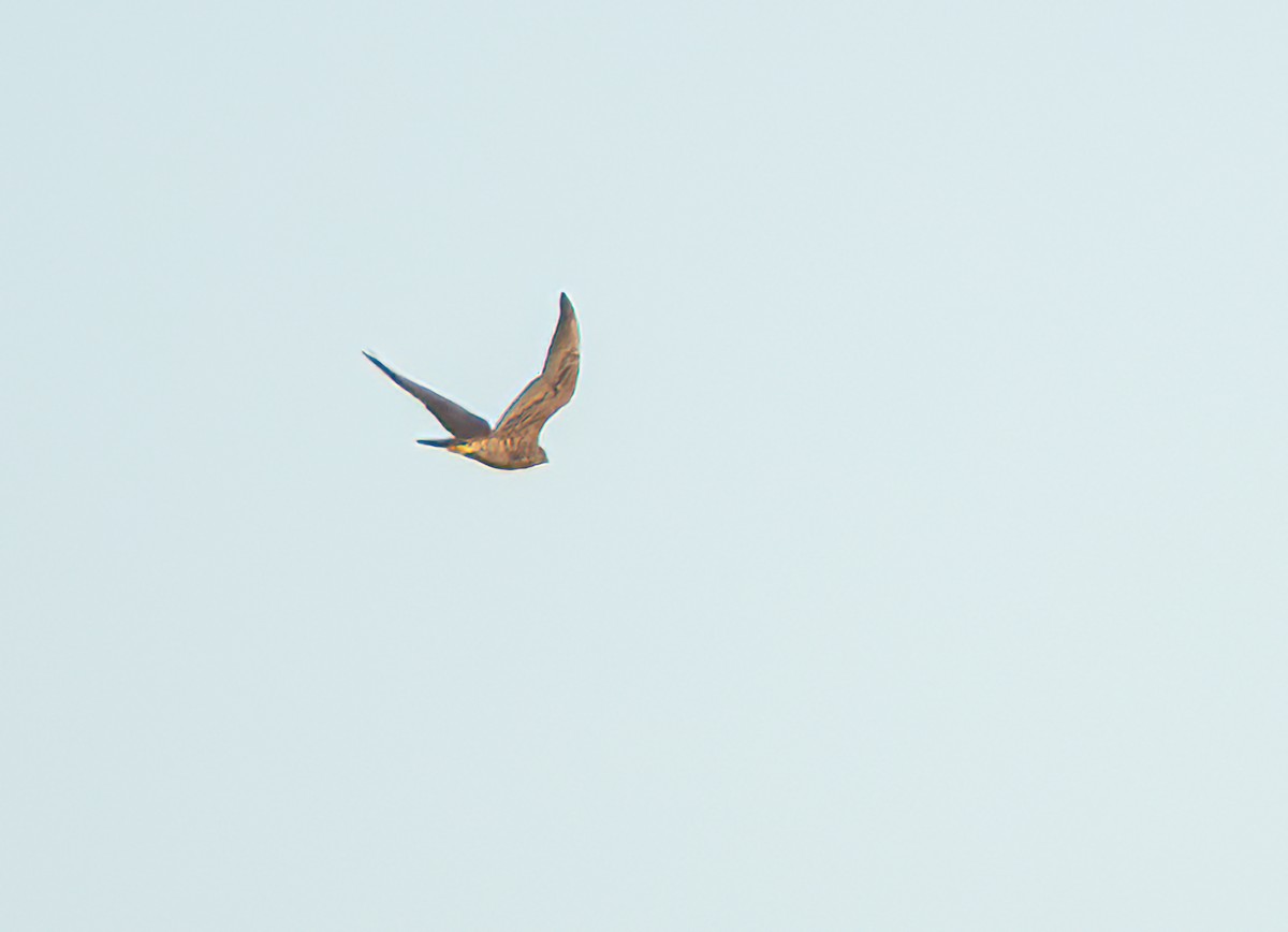 Peregrine Falcon - ML641397508