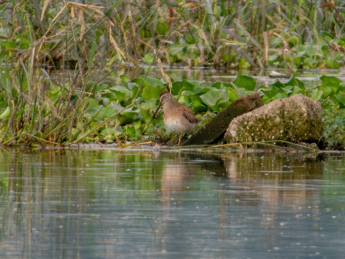 Bécassin à long bec - ML641397511