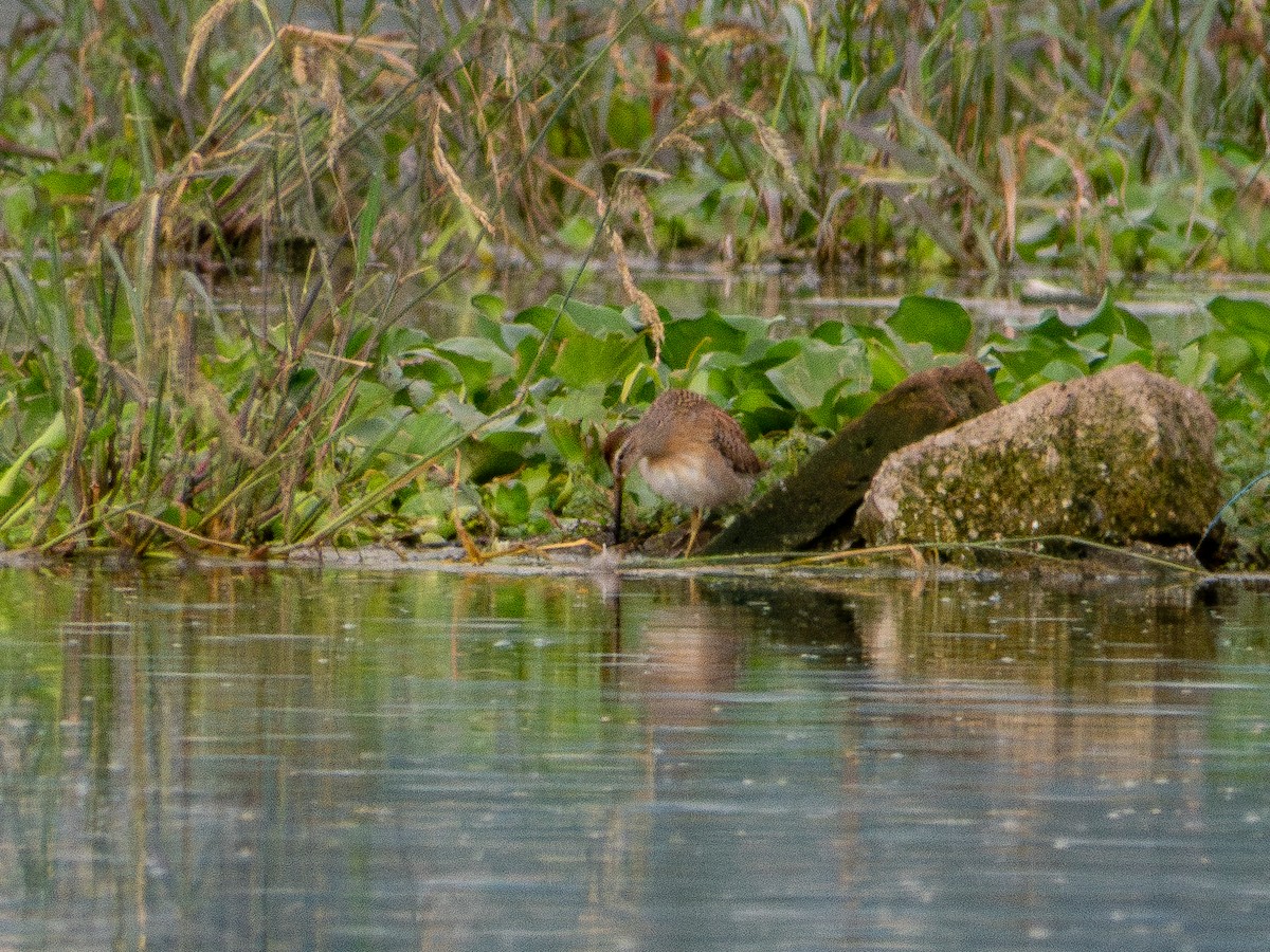 Bécassin à long bec - ML641397512