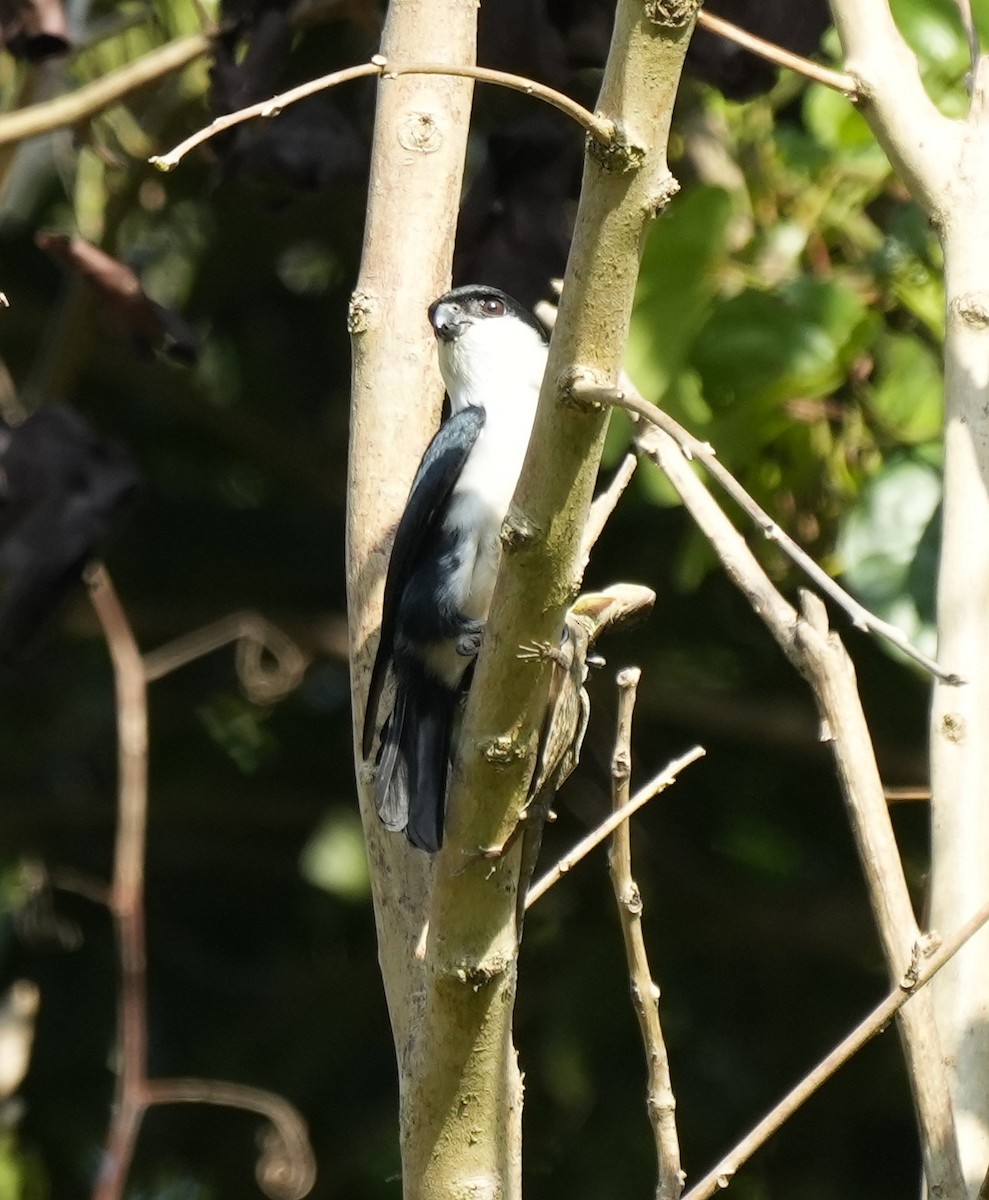 Philippine Falconet - ML641397513