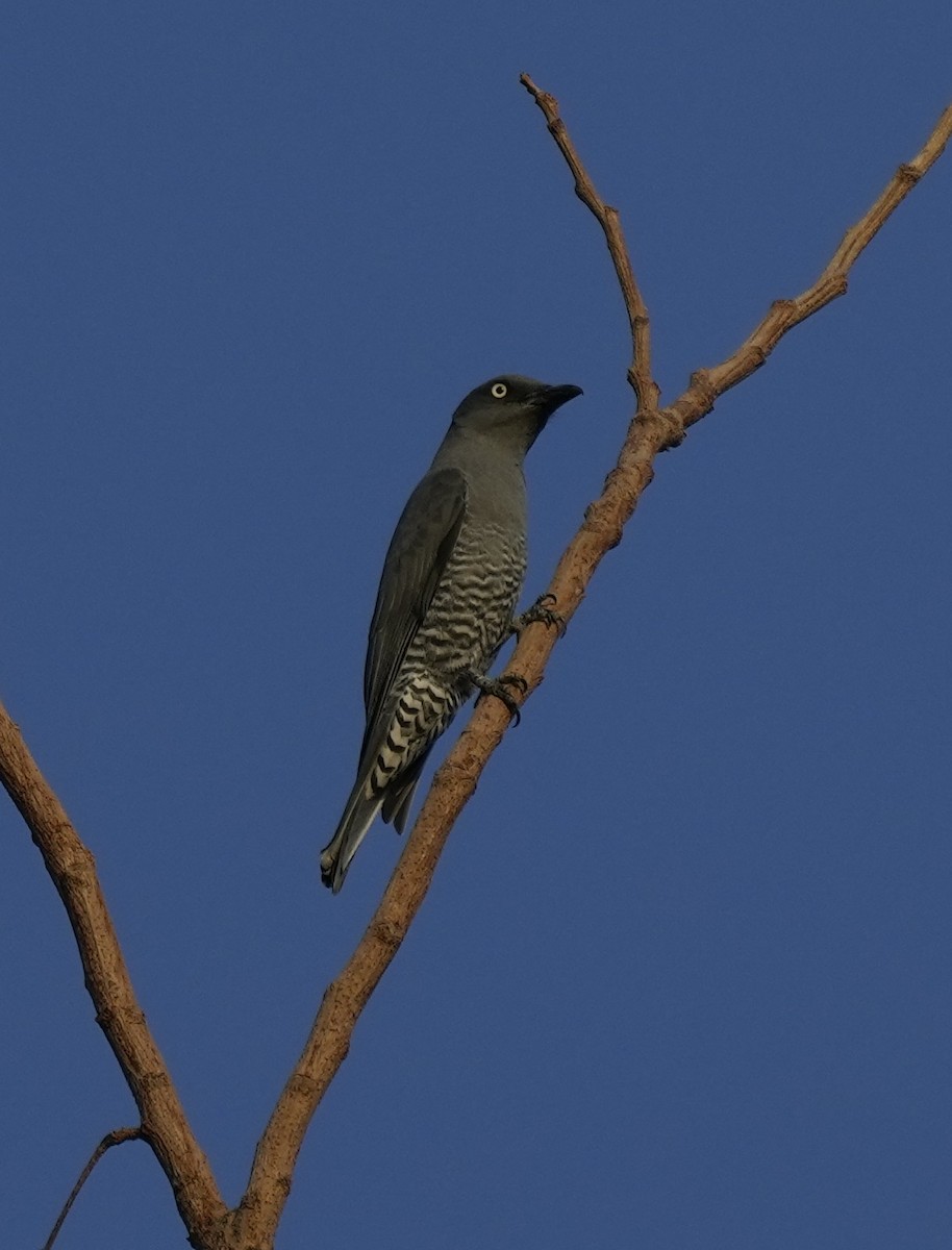 Bar-bellied Cuckooshrike - ML641397517