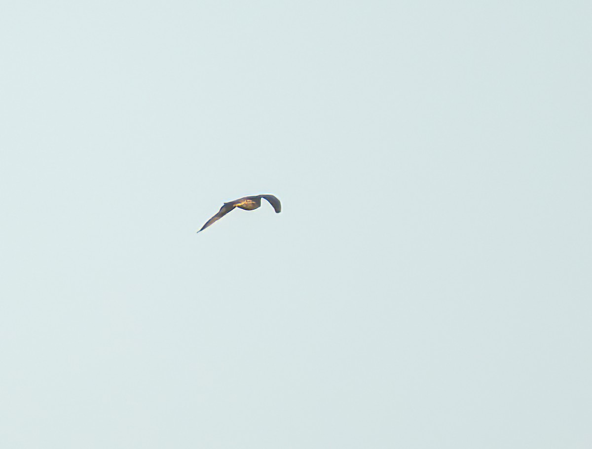 Peregrine Falcon - ML641397518