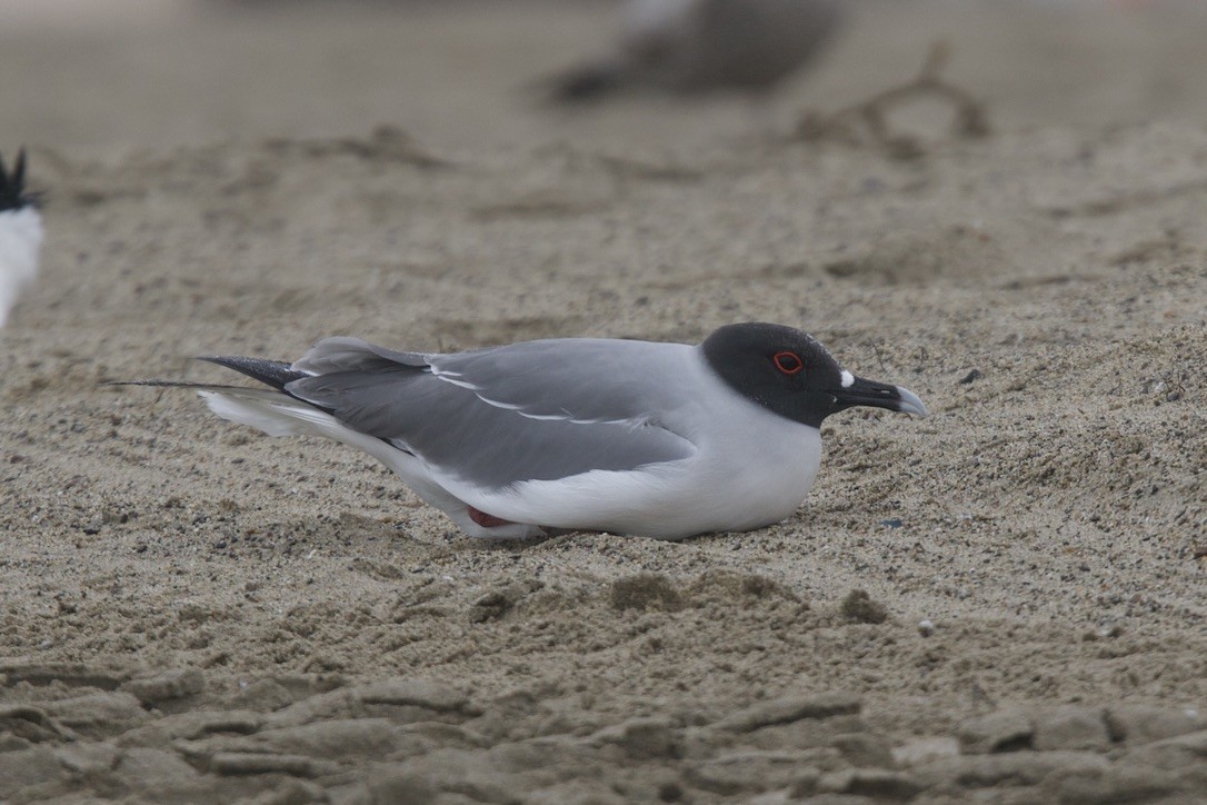 Swallow-tailed Gull - ML641397520