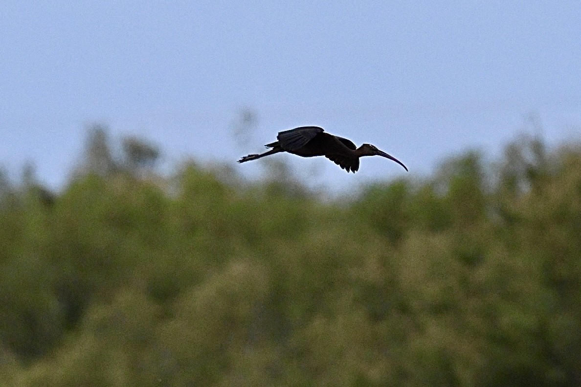 Glossy Ibis - ML641397540