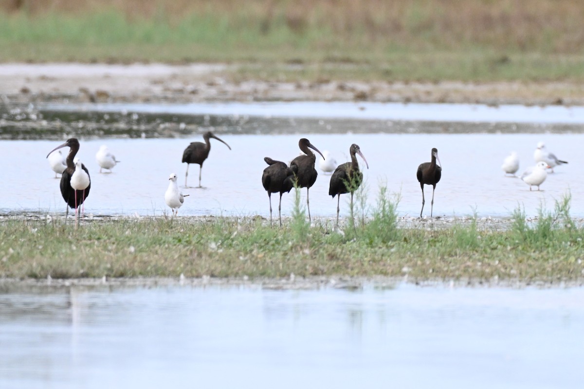 Glossy Ibis - ML641397541