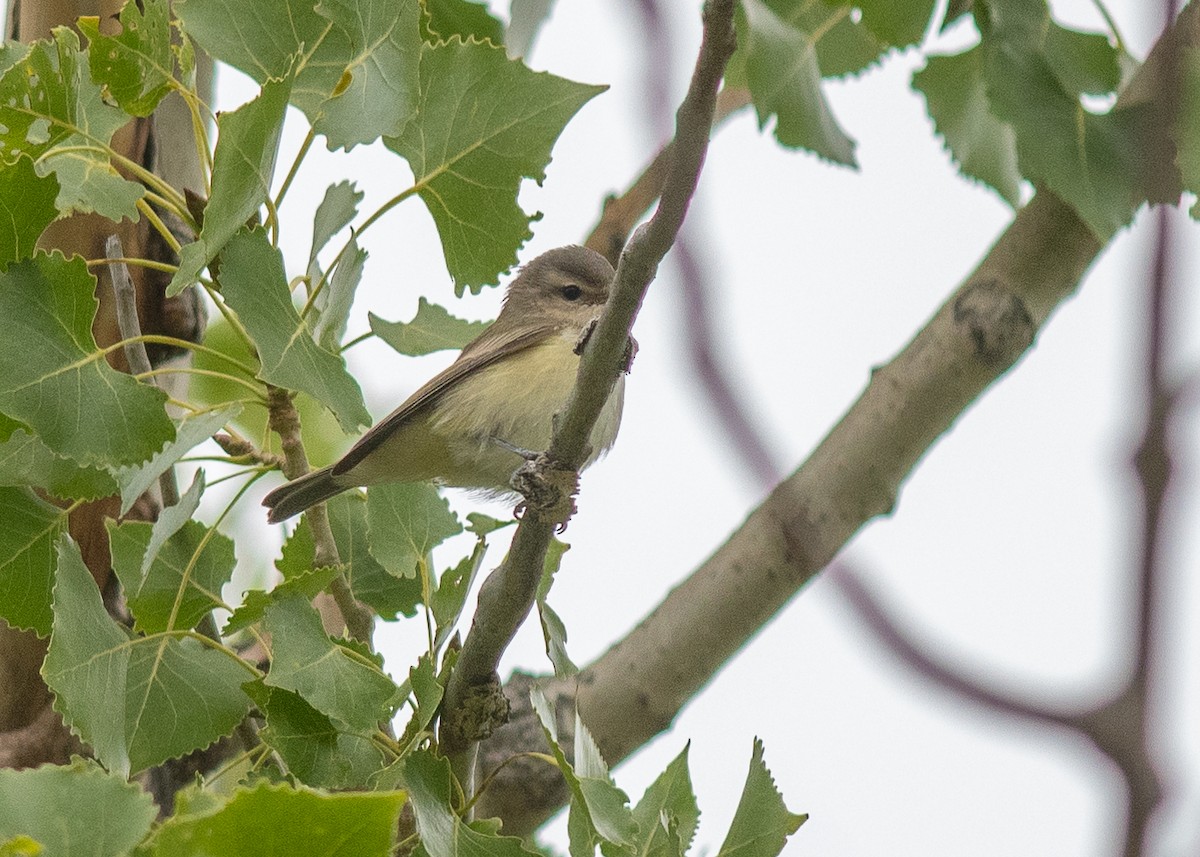 Warbling Vireo - ML641397546