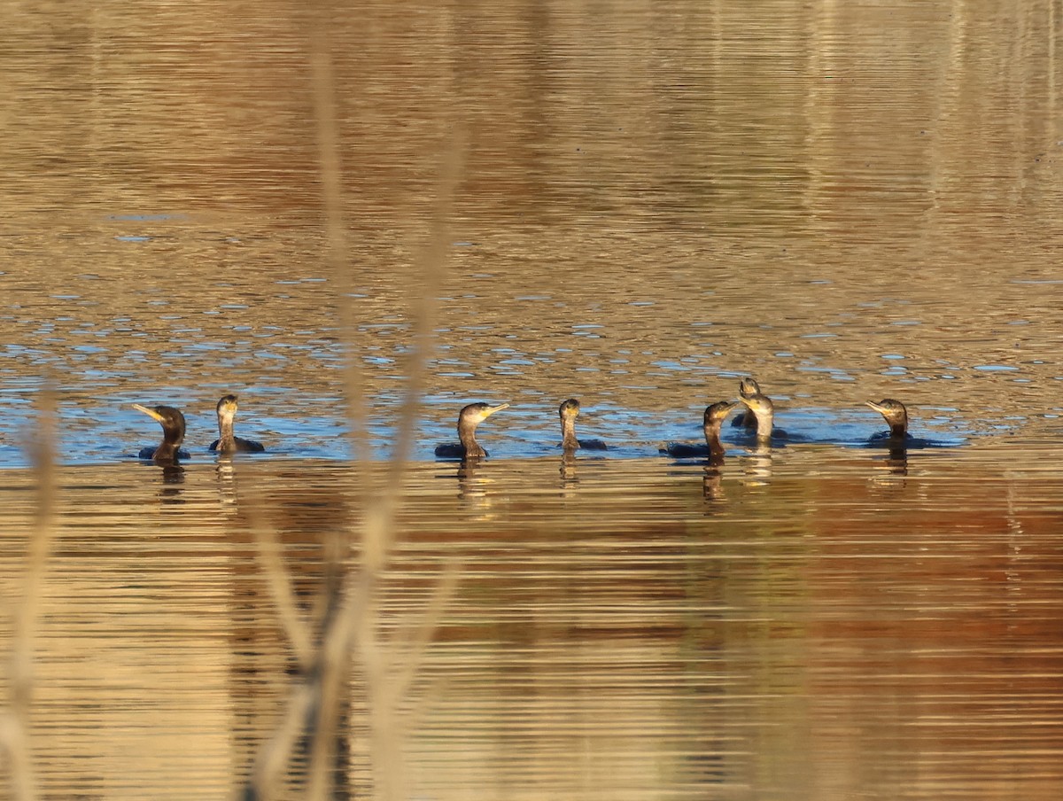 Neotropic Cormorant - ML641397589