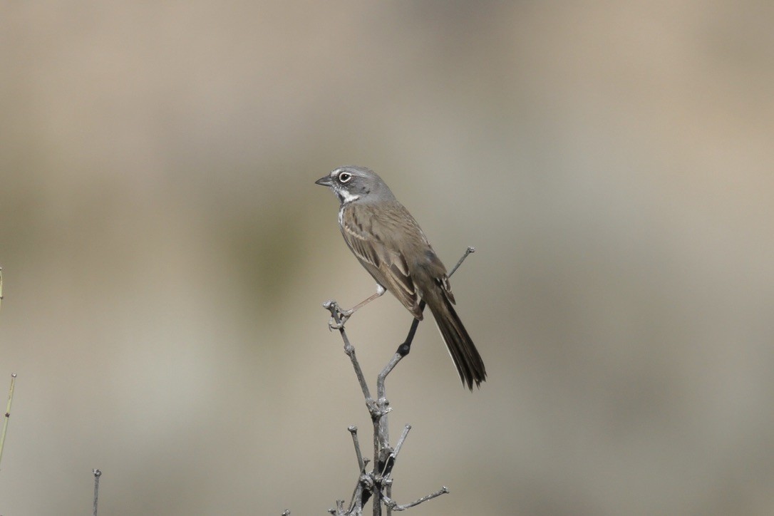 Bell's Sparrow (canescens) - ML641397624